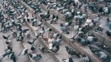 巨大的鸽子群在市街起飞。 慢动作